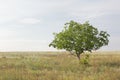 Minimalistic landscape. Beautiful tree and empty field. Gentle clouds Royalty Free Stock Photo