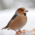 Good-looker hawfinch