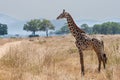 Good looking Giraffe in african savanna in tall grass with trees in background and mountains in the distance Royalty Free Stock Photo