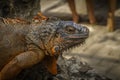 Good looking Iguana close-up picture Royalty Free Stock Photo