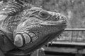 Good looking Iguana closeup picture in black and white Royalty Free Stock Photo