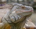 Lovely Iguana enjoy the warm day sunbaking Royalty Free Stock Photo