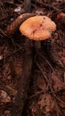 Good looking mushroom