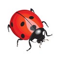 Vector ladybug isolated on white background