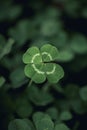 Good luck four leaf clover standing out from a field of clovers. Unique, rare, or special individual concept Royalty Free Stock Photo