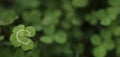 Good luck four leaf clover standing out from a field of clovers. Unique, rare, or special individual concept Royalty Free Stock Photo