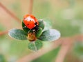 Good luck ladybug