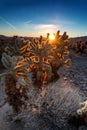 Good Morning Cacti