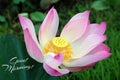 Good Morning card greeting with pink lotus flower or Nelumbo nucifera blossom in pond on a green garden background Royalty Free Stock Photo