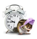 Good morning concept, Funny animal chipmunk with ringing clock a Royalty Free Stock Photo