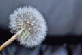 Good morning dandelion black background Royalty Free Stock Photo