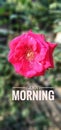 Good morning flower rose red rose rose flower