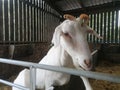 Good morning from a happy goat