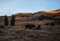 Good morning Lemar Valley Yellowstone baby Buffalo