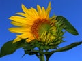 Good morning! (opening sunflower) Royalty Free Stock Photo