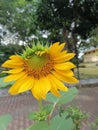 Good morning sun flower @ mind relax Royalty Free Stock Photo