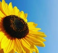 Good morning sunflower sky Royalty Free Stock Photo