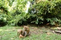 Good mother monkey eating coconut with children on grass.