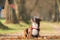 good motivated attentive autralien shepherd dog works together with his owner Royalty Free Stock Photo