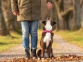 Good motivated attentive autralien shepherd dog works together with his owner Royalty Free Stock Photo