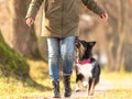 Good motivated attentive autralien shepherd dog works together with his owner Royalty Free Stock Photo