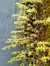 Pilea microphylla plant growing with moss on the damaged wall Royalty Free Stock Photo