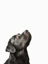 good purebred black dog looking up isolated on white background