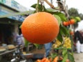 Good Quality Delicious Orange Fruite From Pakistan