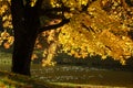 Autumn tree, golden season at lake