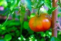 Fresh ripening tomato Royalty Free Stock Photo