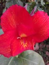 Good red cannas flower for sri lanka Royalty Free Stock Photo