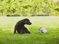 Good relationships between pets are formed in early childhood Royalty Free Stock Photo