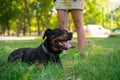 Good Rottweiler lying on a lawn