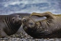 The good scratch of an Elephant Seal. Royalty Free Stock Photo