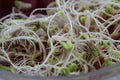 Good seedlings are a guarantee of the future harvest: a background of cucumber seedlings, close-up Royalty Free Stock Photo