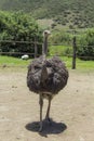 A good shot of an ostrich feeding on a farm Royalty Free Stock Photo