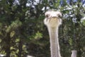 A good shot of an ostrich feeding on a farm Royalty Free Stock Photo