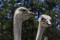 A good shot of an ostrich feeding on a farm Royalty Free Stock Photo