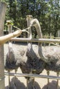 A good shot of an ostrich feeding on a farm Royalty Free Stock Photo