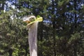 A good shot of an ostrich feeding on a farm Royalty Free Stock Photo