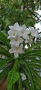 The good small fragrance white Jasmin ,white flowers,beauty in nature