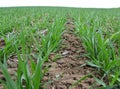 Winter wheat sowings Royalty Free Stock Photo