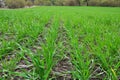 Winter wheat sowings Royalty Free Stock Photo