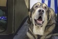 Good Spanish Mastiff dog looks up lying on the floor. Portrait huge dog. Copy space.