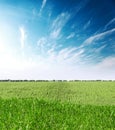 Sunset with clouds over agricultural green field with sunflowers Royalty Free Stock Photo