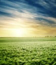 Sunset in dramatic clouds over green agriculture field Royalty Free Stock Photo