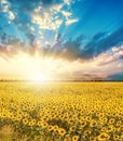 Sunset in low clouds over agricultural field with sunflowers Royalty Free Stock Photo