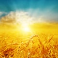 Good sunset over golden field with harvest Royalty Free Stock Photo