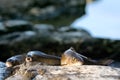 Caught graylings and fishing rod on background of stream