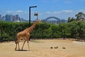 A giraffe surrounded with abundant green trees in Taronga Zoo with Sydney harbour bridge in the background